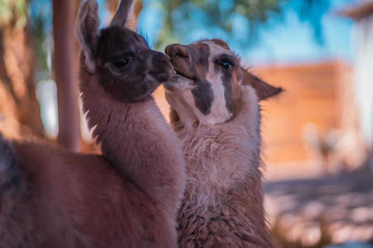Cabanas Voyage Atacama ซานเปโดร เด อาตากามา ภายนอก รูปภาพ
