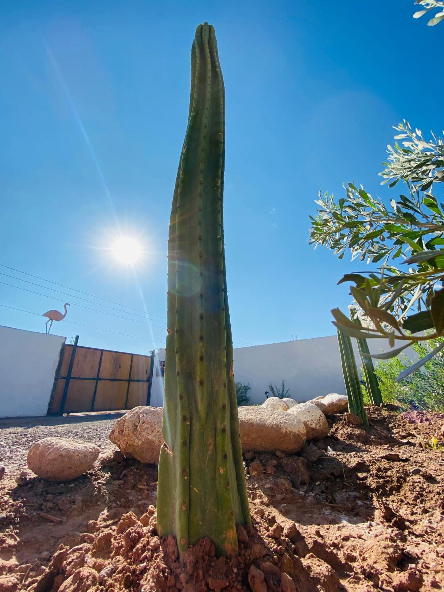 Cabanas Voyage Atacama ซานเปโดร เด อาตากามา ภายนอก รูปภาพ