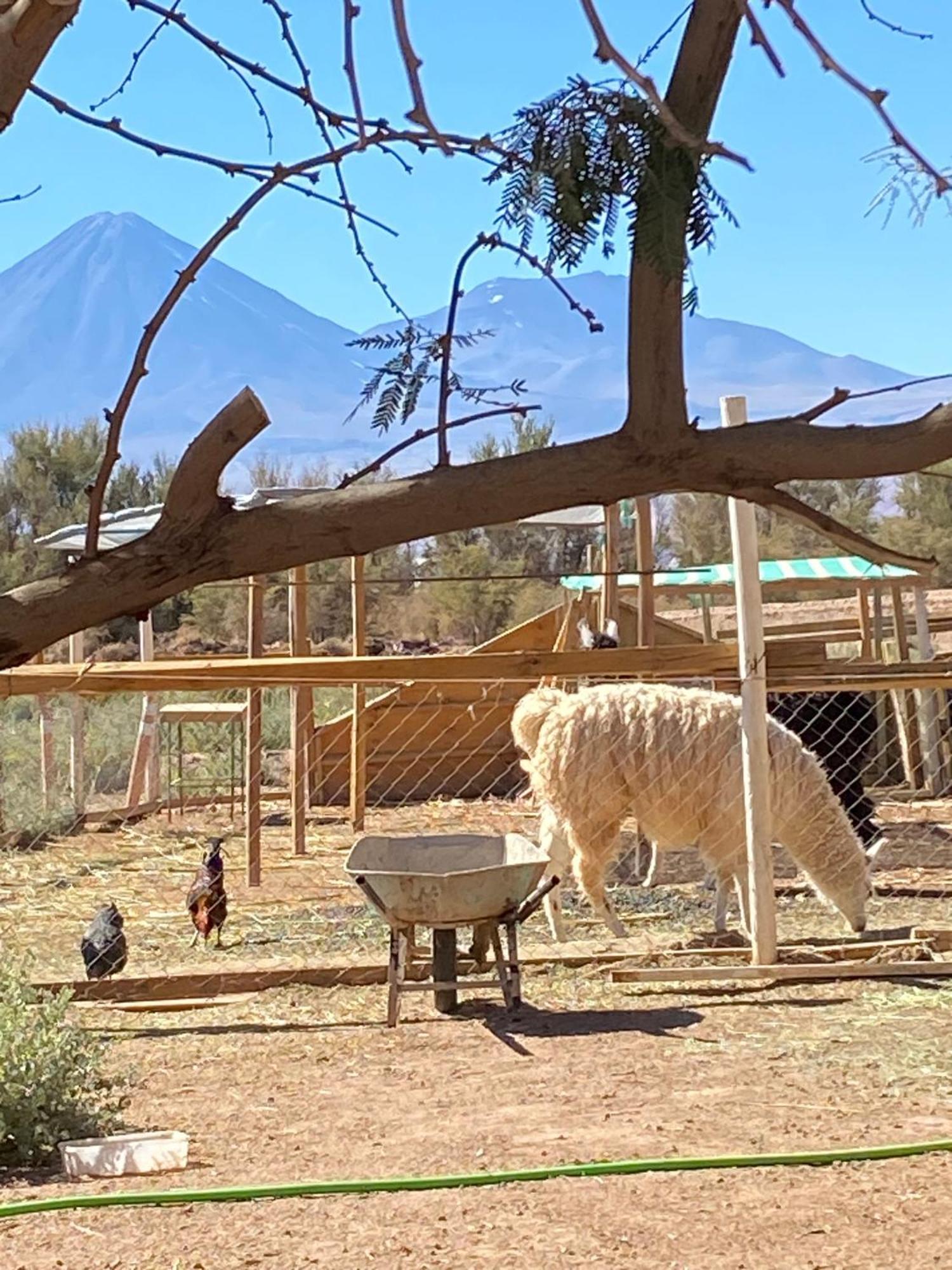 Cabanas Voyage Atacama ซานเปโดร เด อาตากามา ภายนอก รูปภาพ